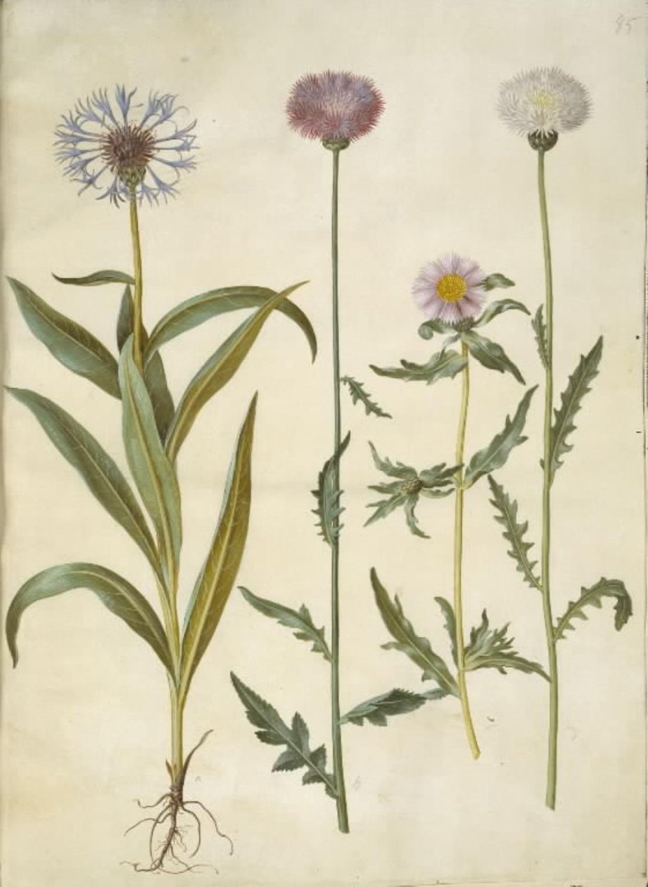 Centaurea montana (fjellknuter); Amberboa moschata (duft sultan) av Hans Simon Holtzbecker