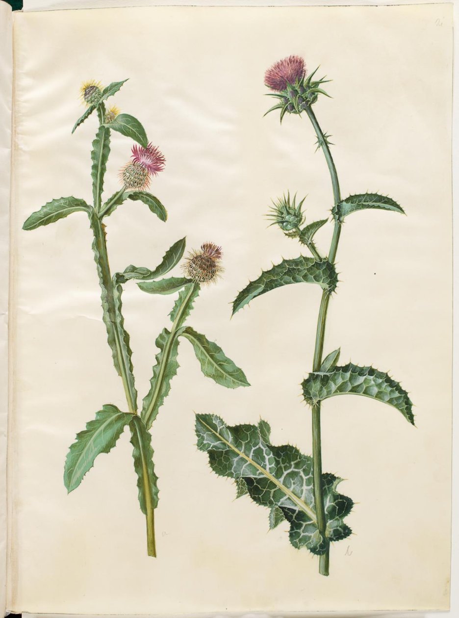 Centaurea seridis; Silybum marianum (vanlig melketistel) av Hans Simon Holtzbecker