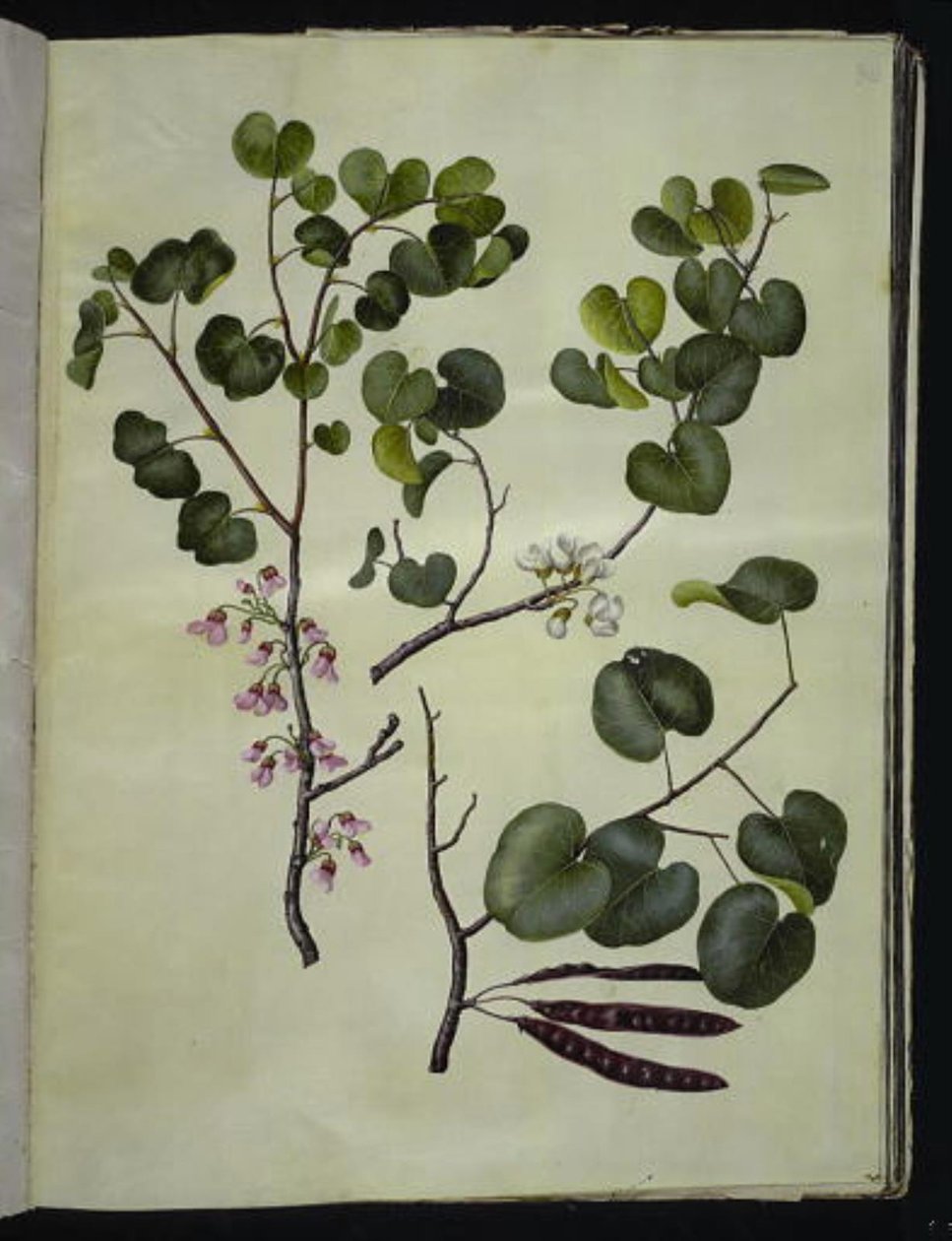 Cercis siliquastrum (almindelig judastræ) av Hans Simon Holtzbecker