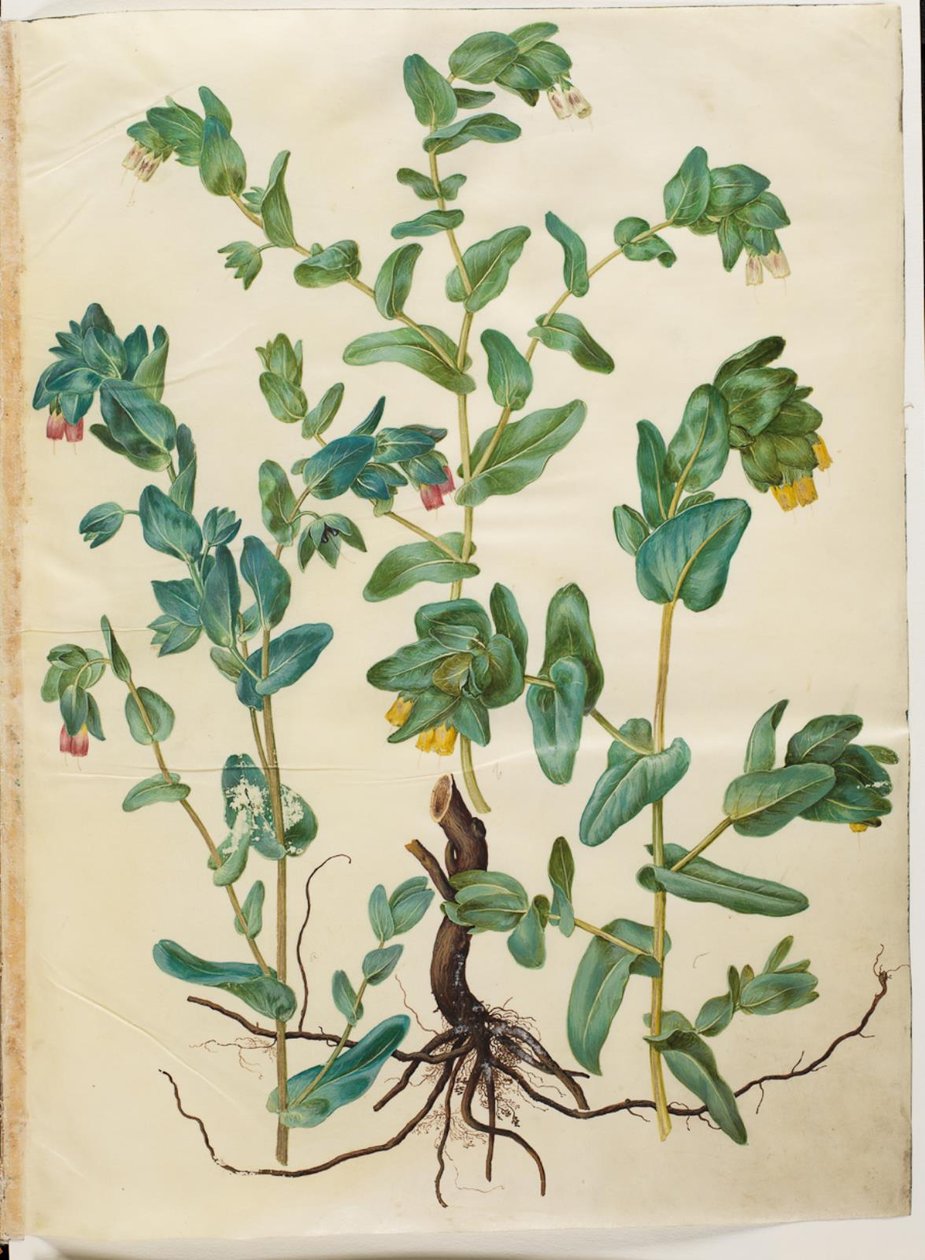 Cerinthe major (stor voksurt) av Hans Simon Holtzbecker