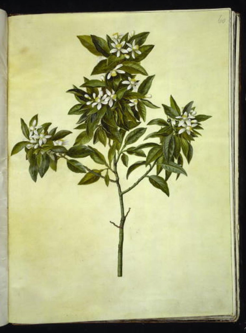 Citrus aurantium (oransje) av Hans Simon Holtzbecker