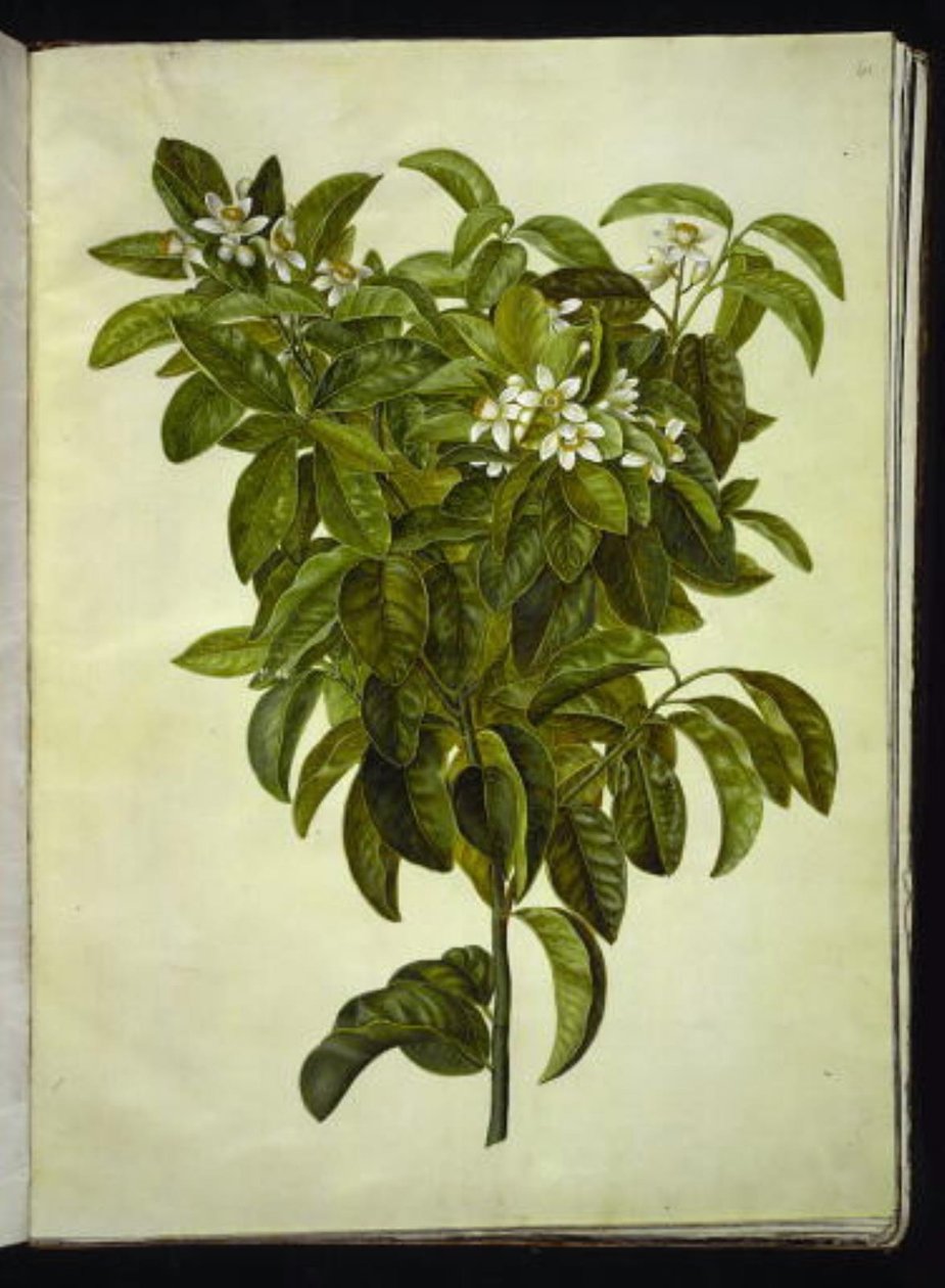 Sitrus limon (vanlig sitron) av Hans Simon Holtzbecker