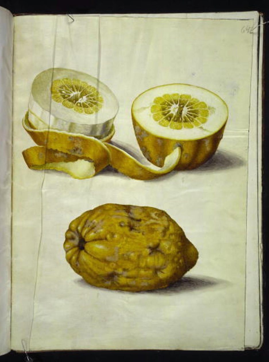 Citrus medica (cedrat) av Hans Simon Holtzbecker