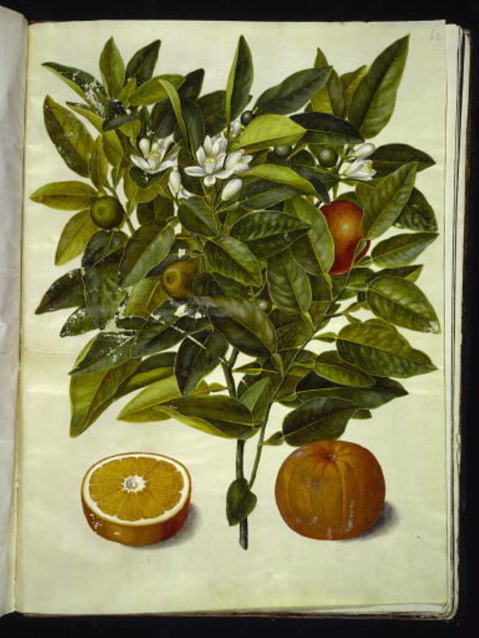 Citrus sinensis (oransje) av Hans Simon Holtzbecker