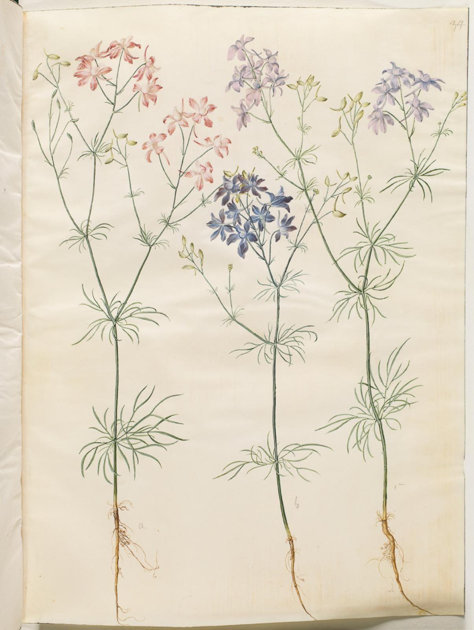 Consolida Regalis (Korn-Riedersfoor) av Hans Simon Holtzbecker