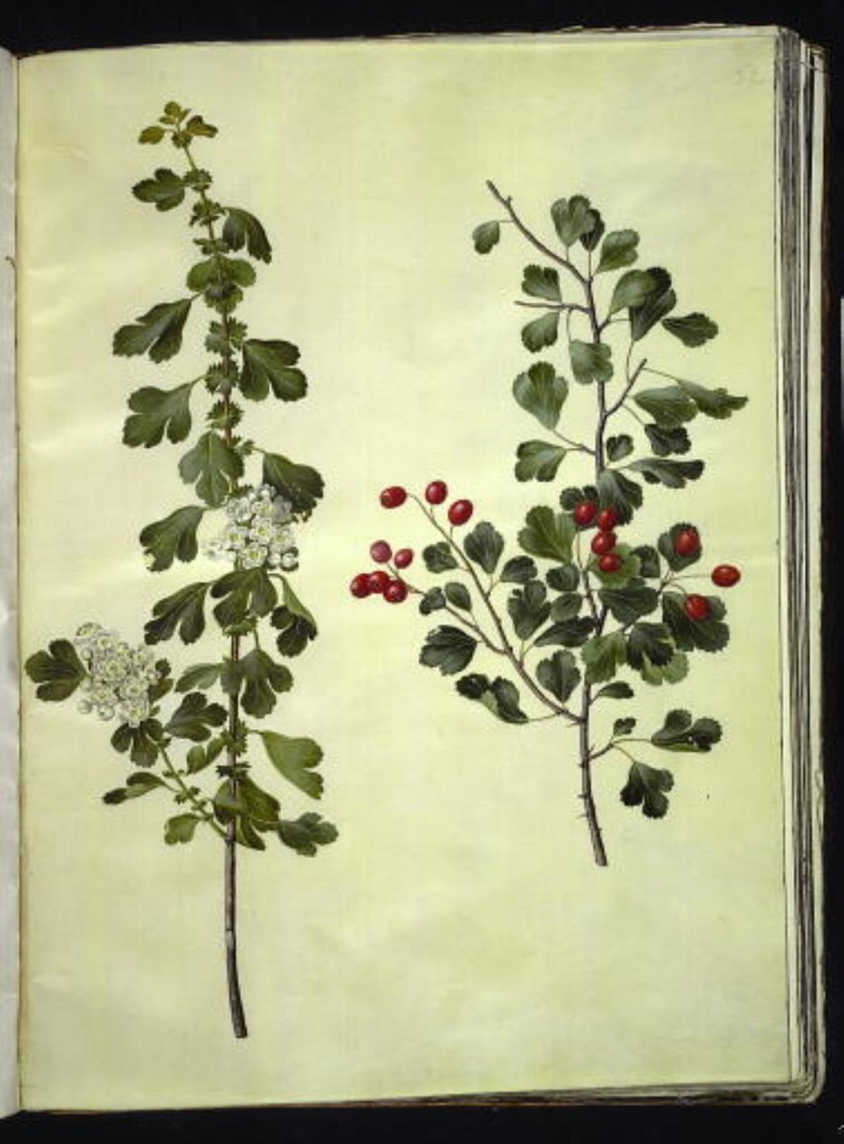 Crataegus laevigata (vanlig hagtorn) av Hans Simon Holtzbecker