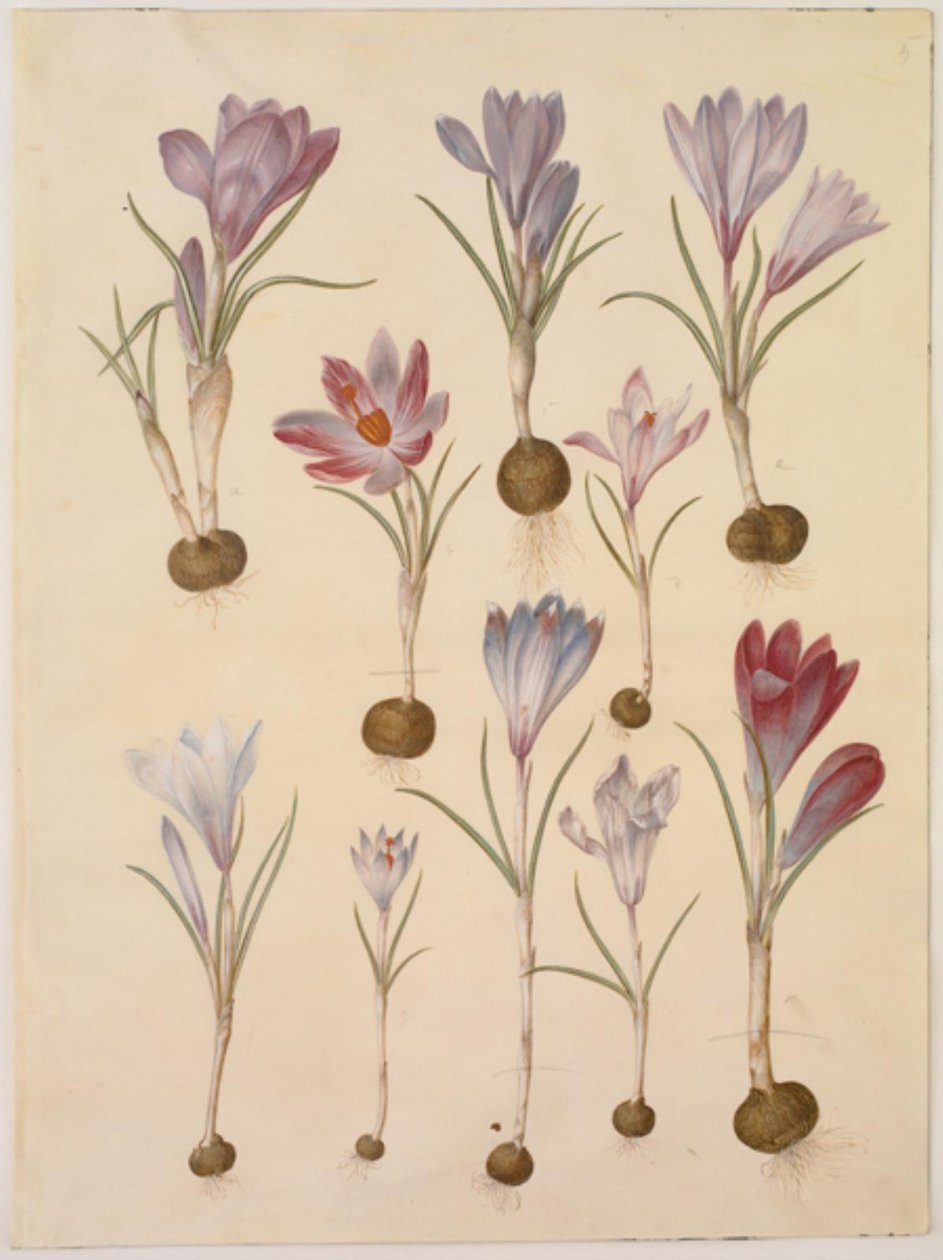 Crocus vernus (vår-krokus) av Hans Simon Holtzbecker