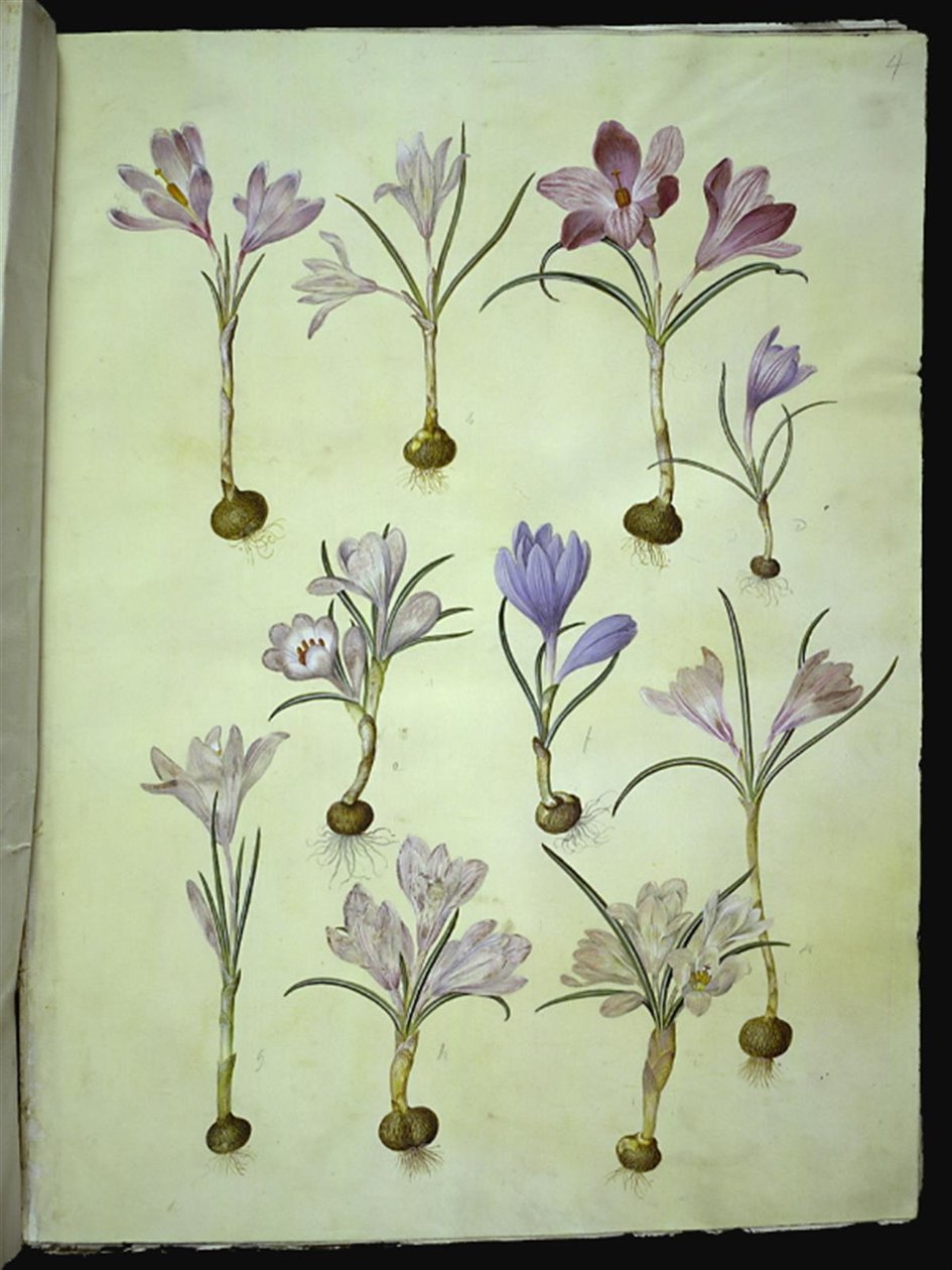 Jahangir, 17th century.    1206396   no       norwegian Successfully Translated  Original: Le Charge d Translat: Le Charge d 1334293 no norwegian Successfully Translated Original: Horse with Head Lowered, 1880searly 1890s. Translat: Keizerskroon, orchidee  av Hans Simon Holtzbecker