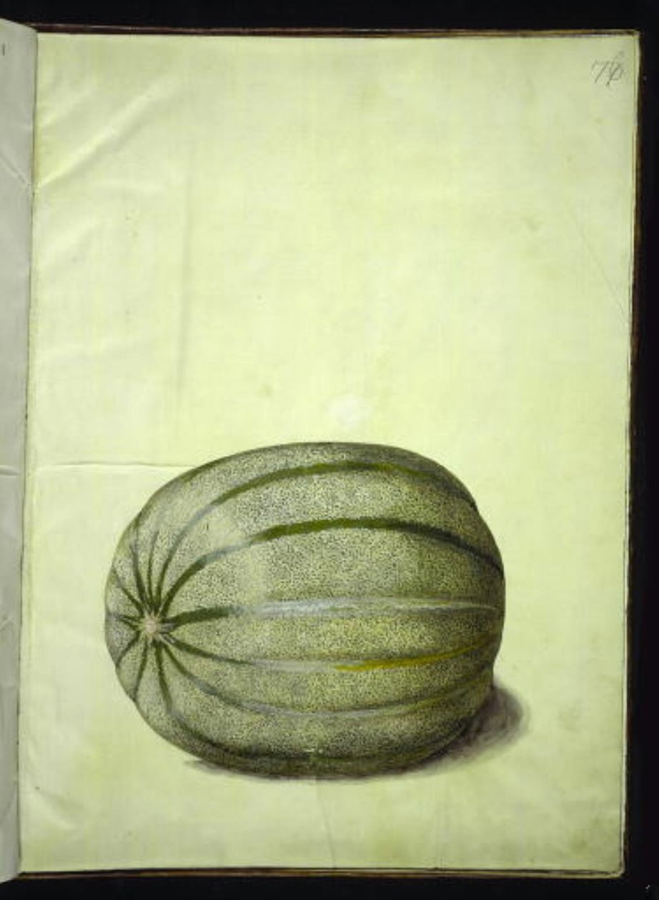 Cucumis melo (melon) av Hans Simon Holtzbecker