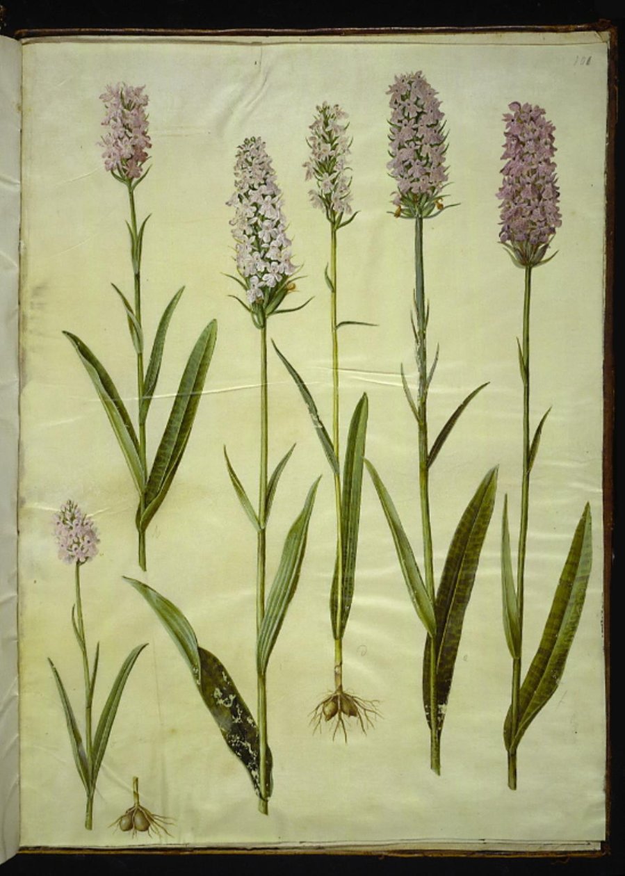 Dactylorhiza maculata (flekket gjøkurt) av Hans Simon Holtzbecker