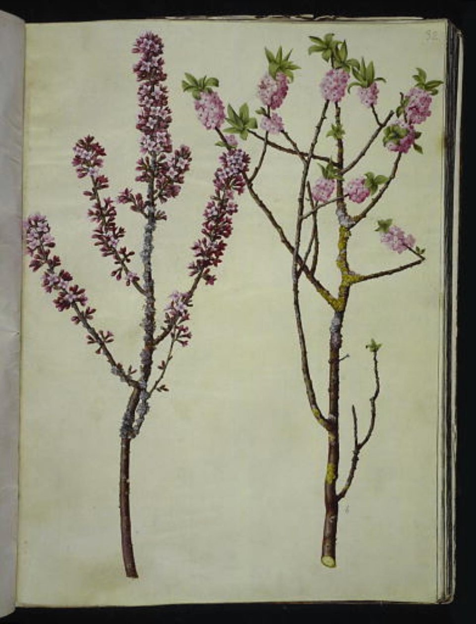 Daphne mezereum (peberbusk) av Hans Simon Holtzbecker