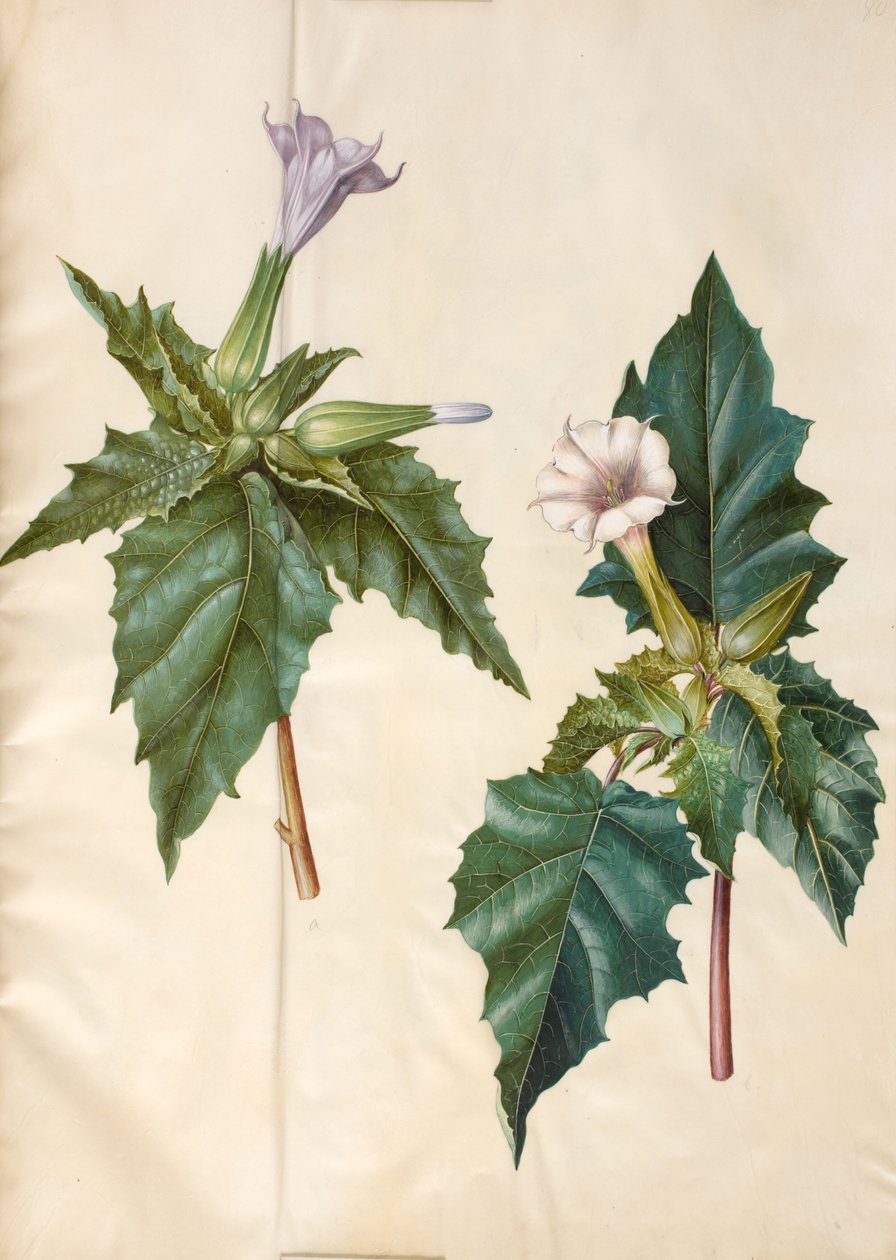 Datura stramonium (vanlig jomfruhår-eple) av Hans Simon Holtzbecker