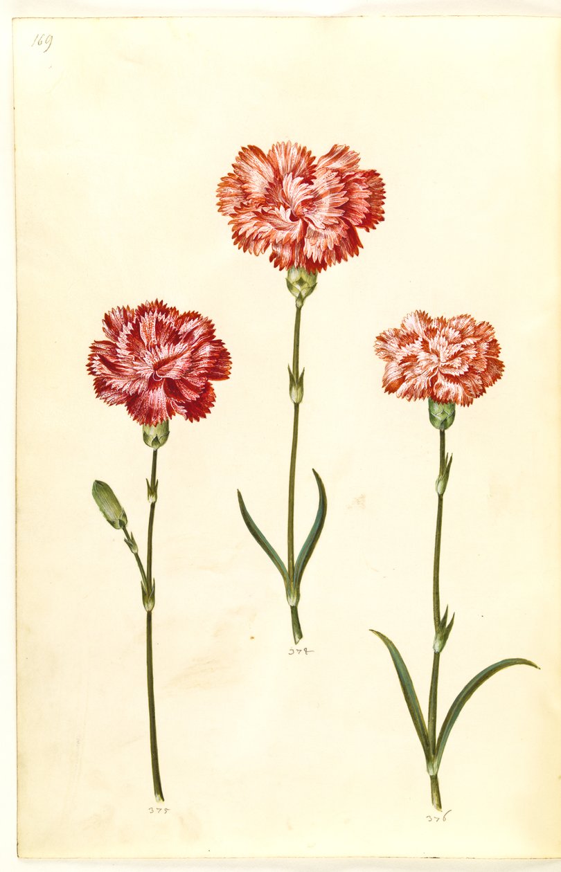 Dianthus caryophyllus (hagenellik) av Hans Simon Holtzbecker