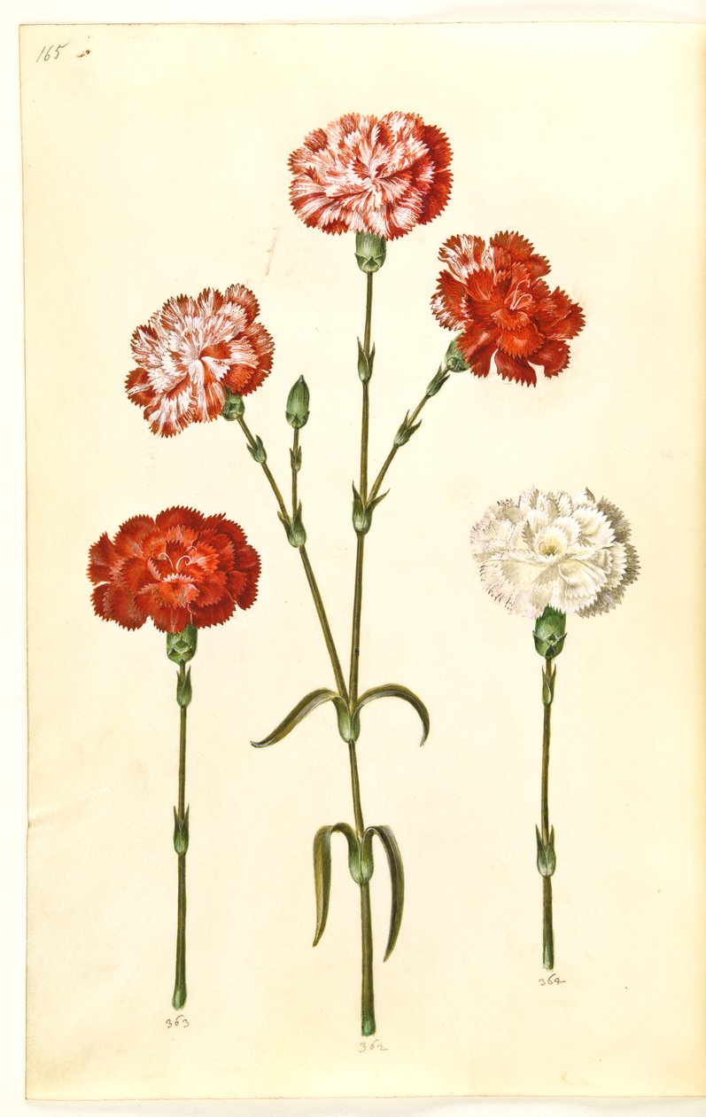 Dianthus caryophyllus (hagenellik) av Hans Simon Holtzbecker