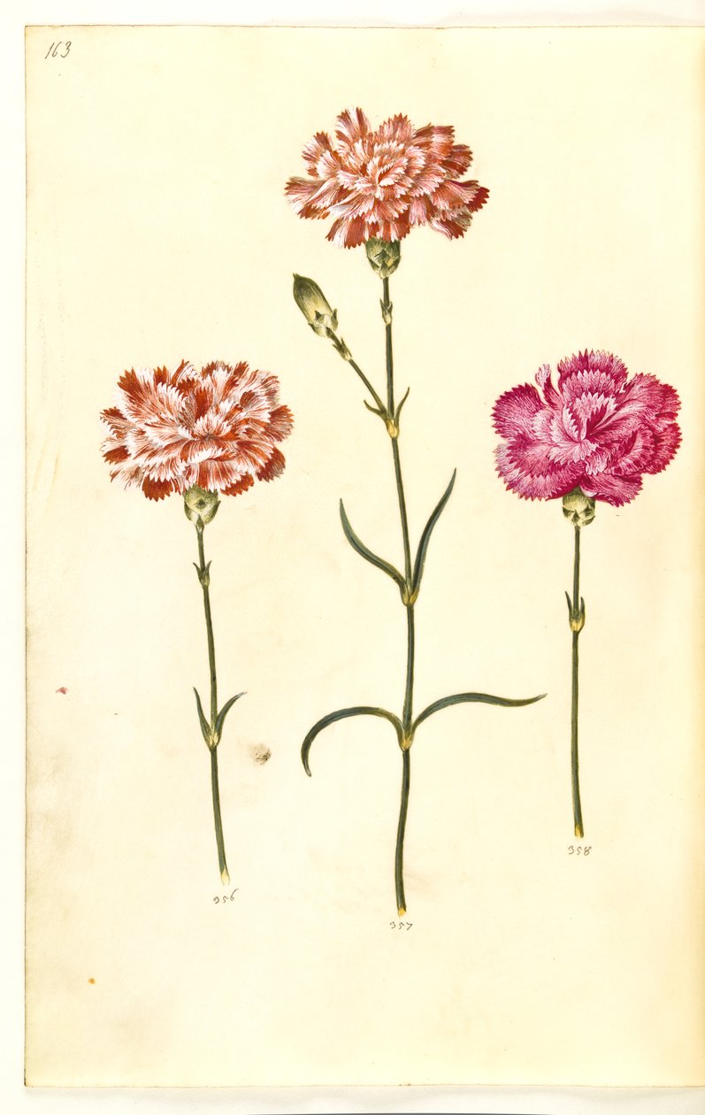 Dianthus caryophyllus (hagenellik) av Hans Simon Holtzbecker