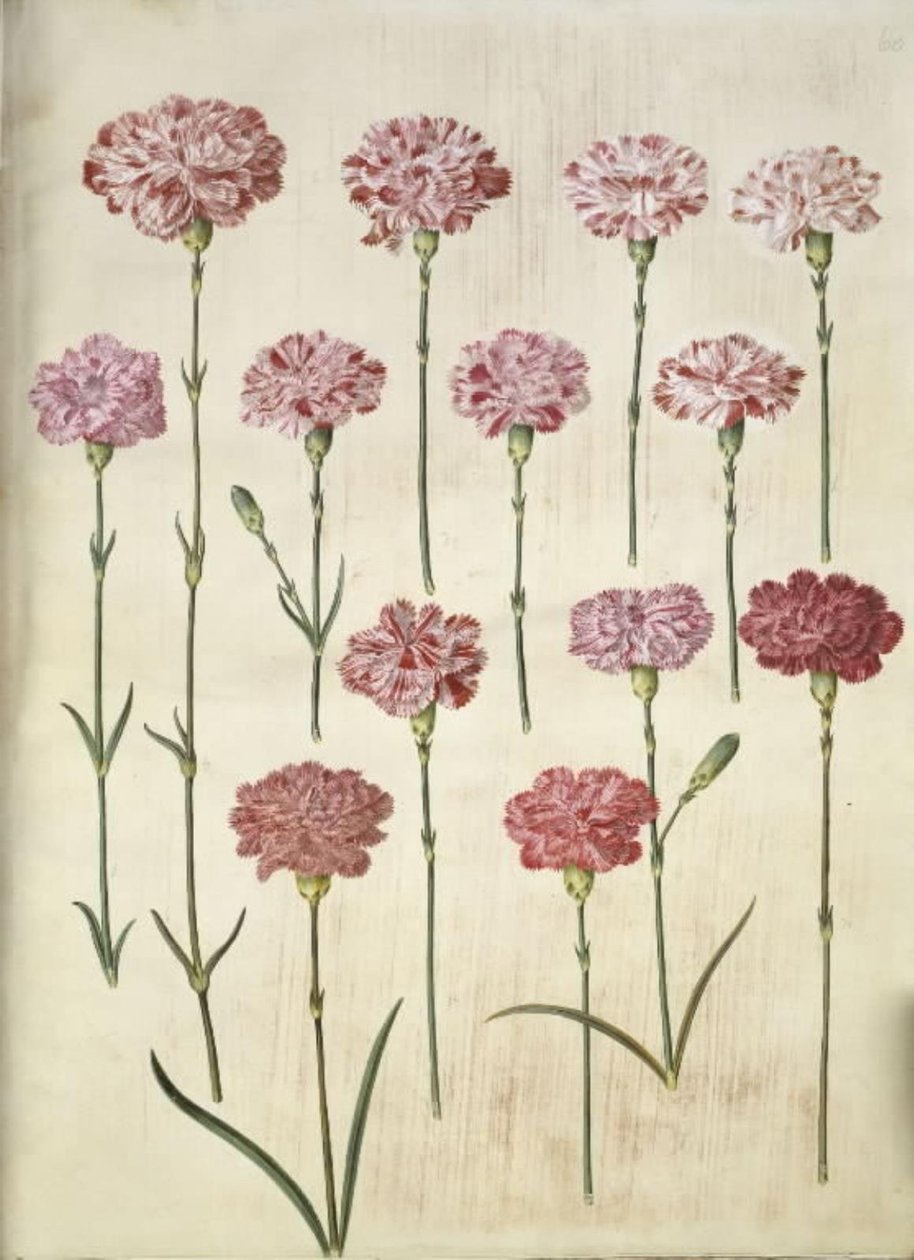 Dianthus caryophyllus (hagenellik) av Hans Simon Holtzbecker