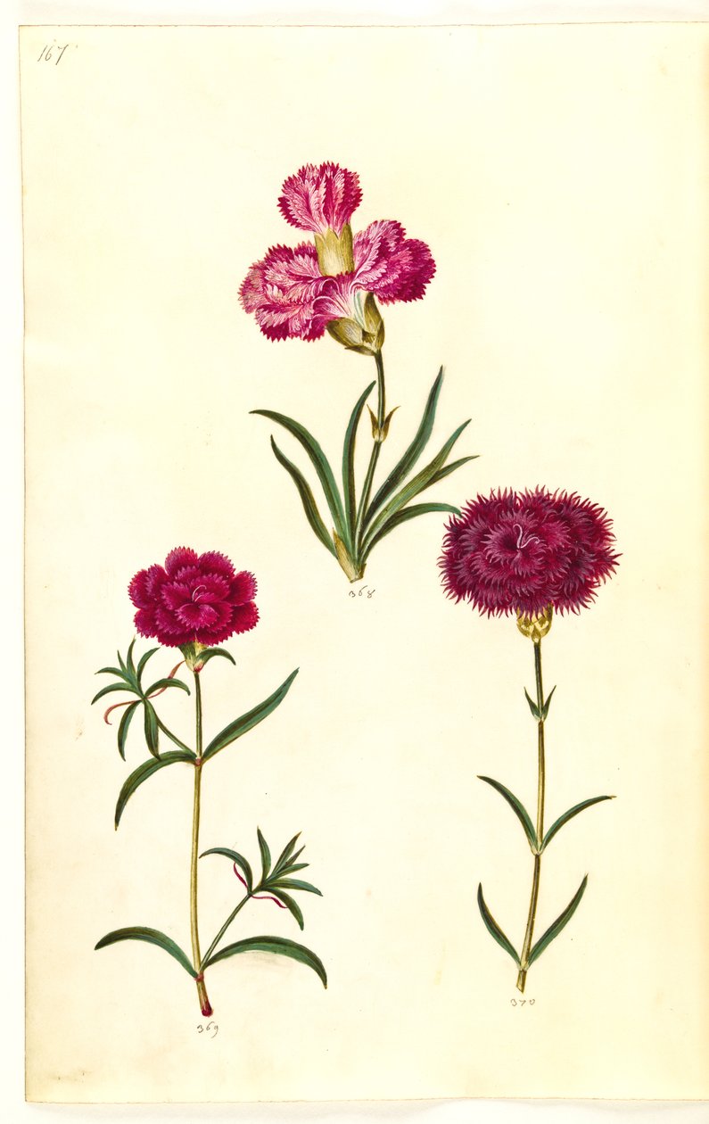 Dianthus caryophyllus (hagenellik) av Hans Simon Holtzbecker