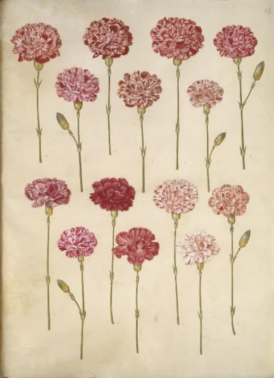 Dianthus caryophyllus (hagenellik) av Hans Simon Holtzbecker