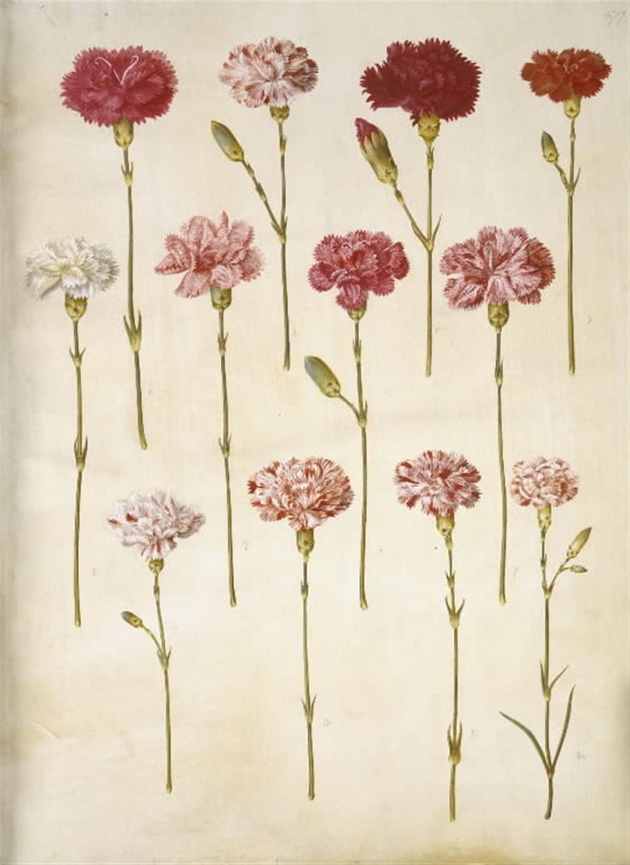 Dianthus caryophyllus (hagenellik) av Hans Simon Holtzbecker