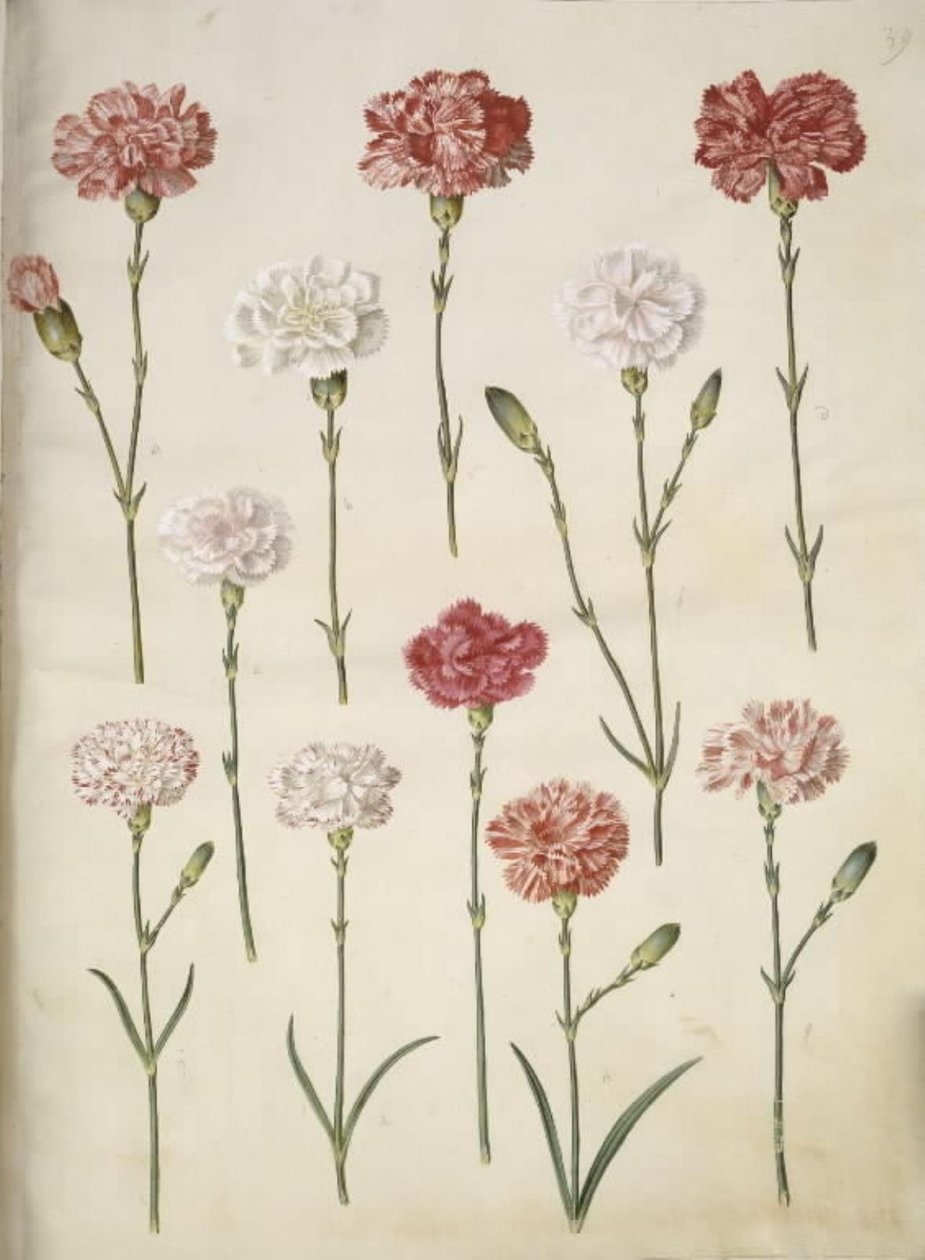 Dianthus caryophyllus (hagenellik) av Hans Simon Holtzbecker