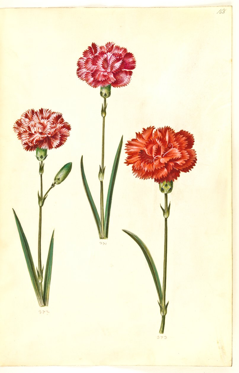 Dianthus caryophyllus (hagenellik) av Hans Simon Holtzbecker