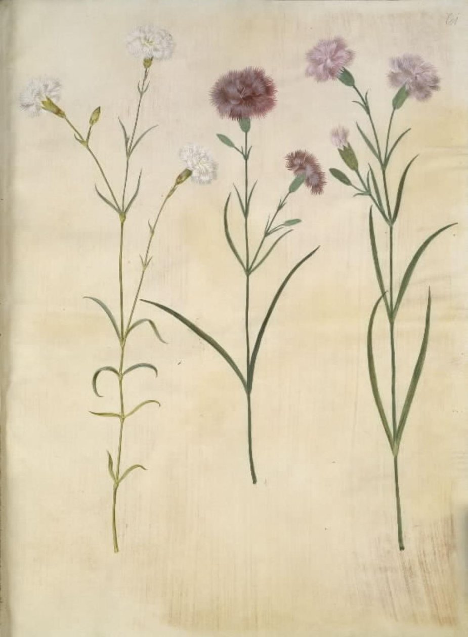 Dianthus plumarius (fjærnellik) av Hans Simon Holtzbecker