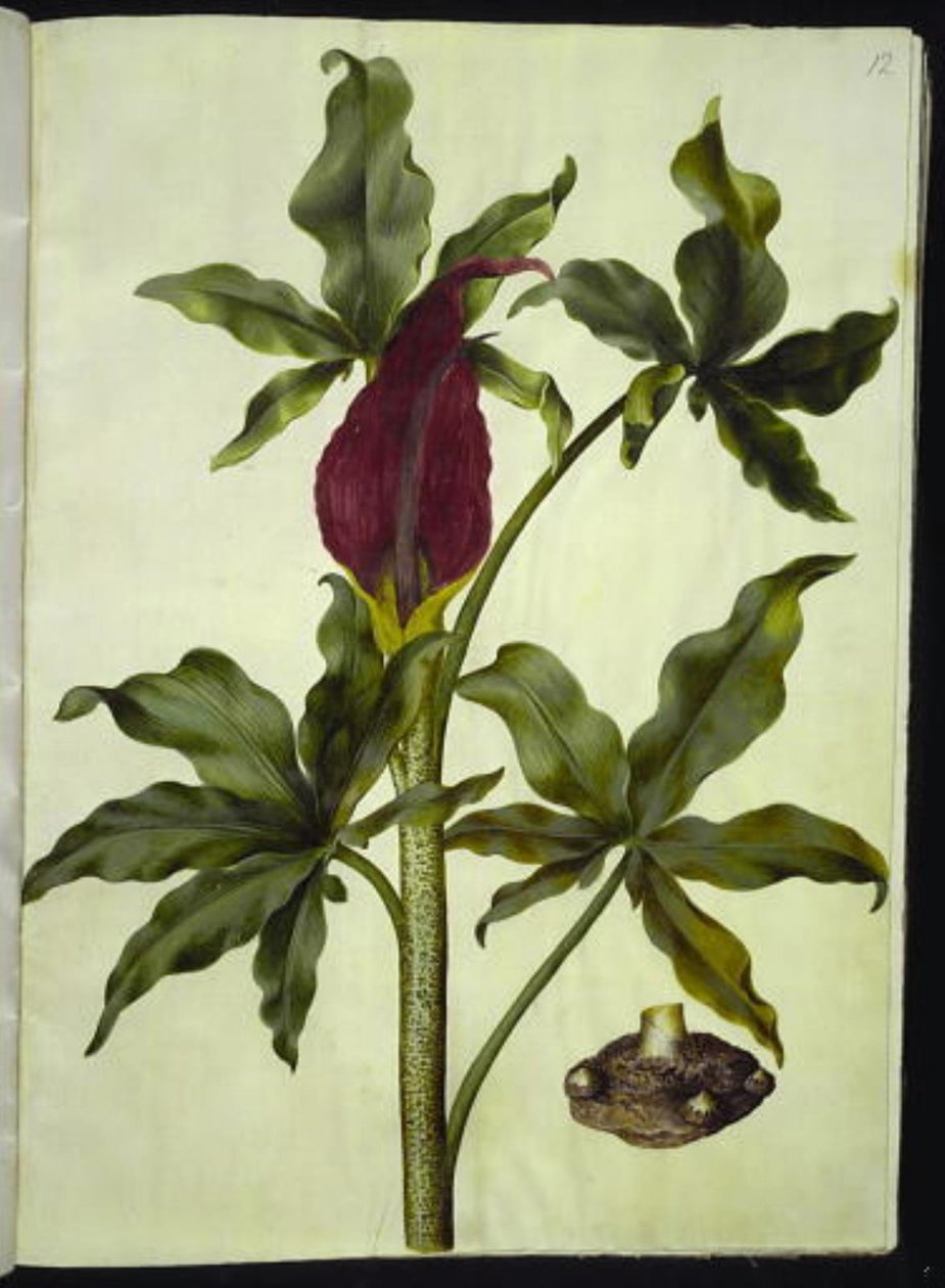 Dracunculus vulgaris (vanlig dragerot) av Hans Simon Holtzbecker