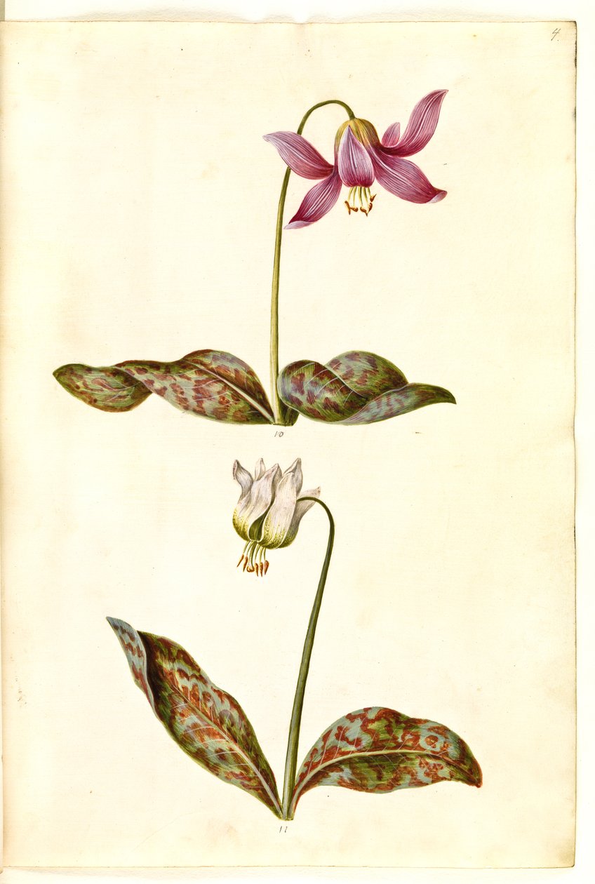Erythronium dens-canis (ekte hundetann) av Hans Simon Holtzbecker