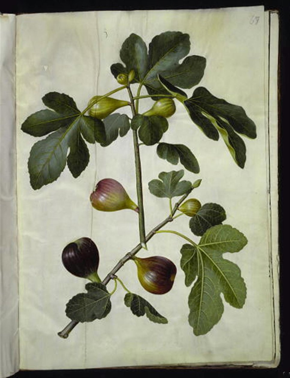 Ficus carica (almindelig figen) av Hans Simon Holtzbecker