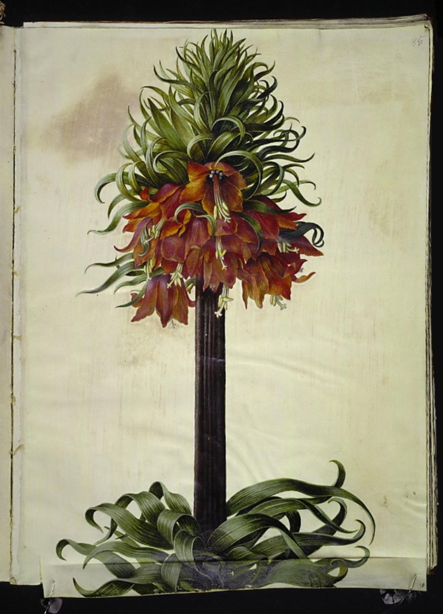 Fritillaria imperialis (kronkeiser) av Hans Simon Holtzbecker
