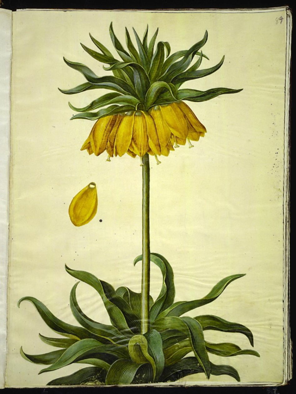 Fritillaria imperialis (kronkeiser) av Hans Simon Holtzbecker