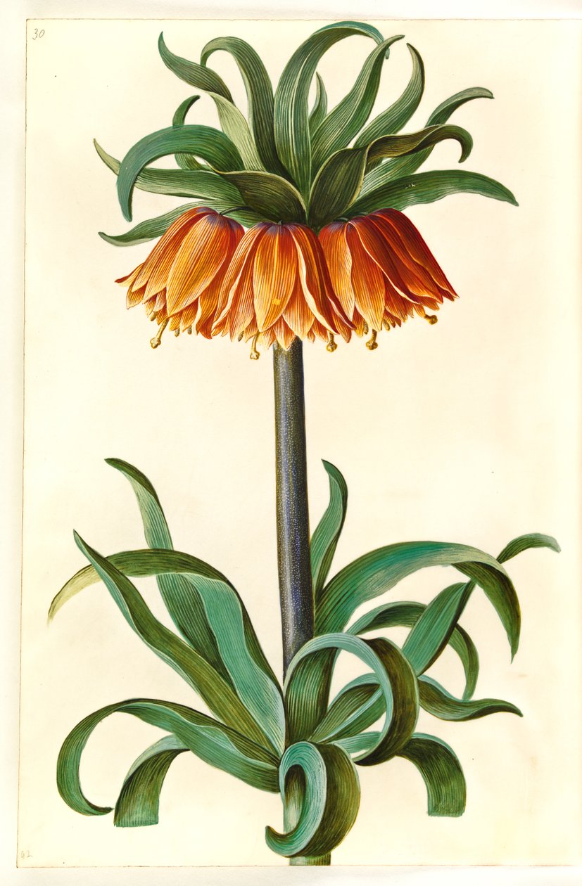 Fritillaria imperialis (kronkeiser) av Hans Simon Holtzbecker