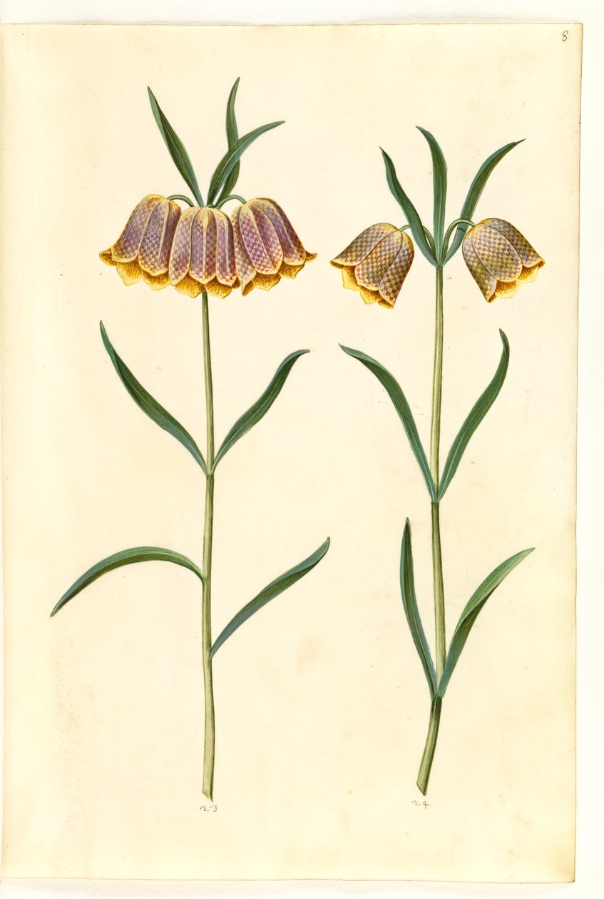 Fritillaria meleagris (vanlig hoggormegg) av Hans Simon Holtzbecker