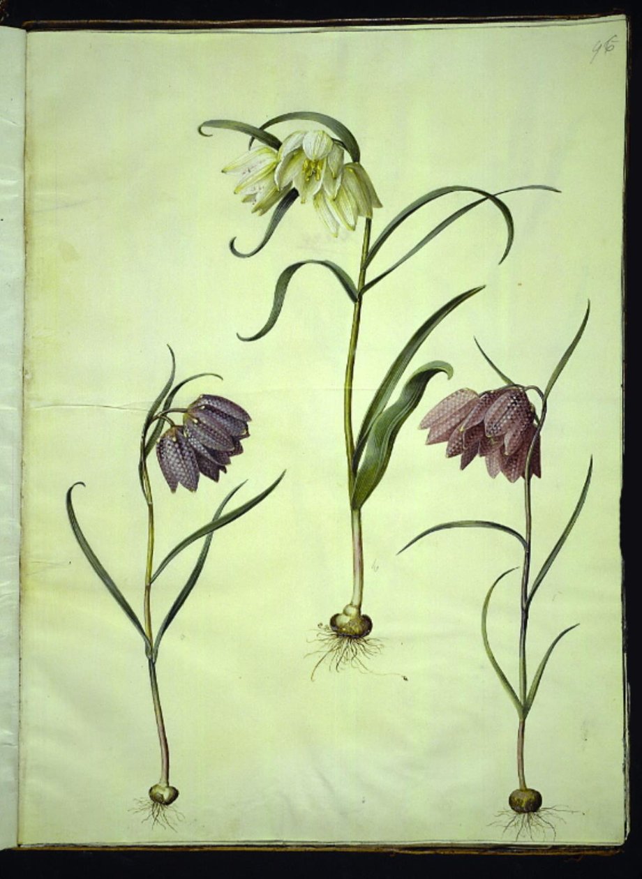 Fritillaria meleagris (vanlig hoggormegg) av Hans Simon Holtzbecker