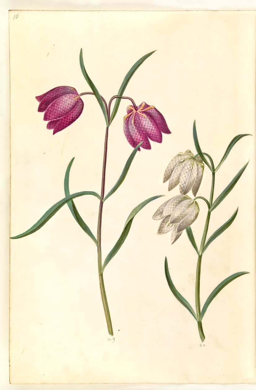Fritillaria meleagris (vanlig hoggormegg) av Hans Simon Holtzbecker