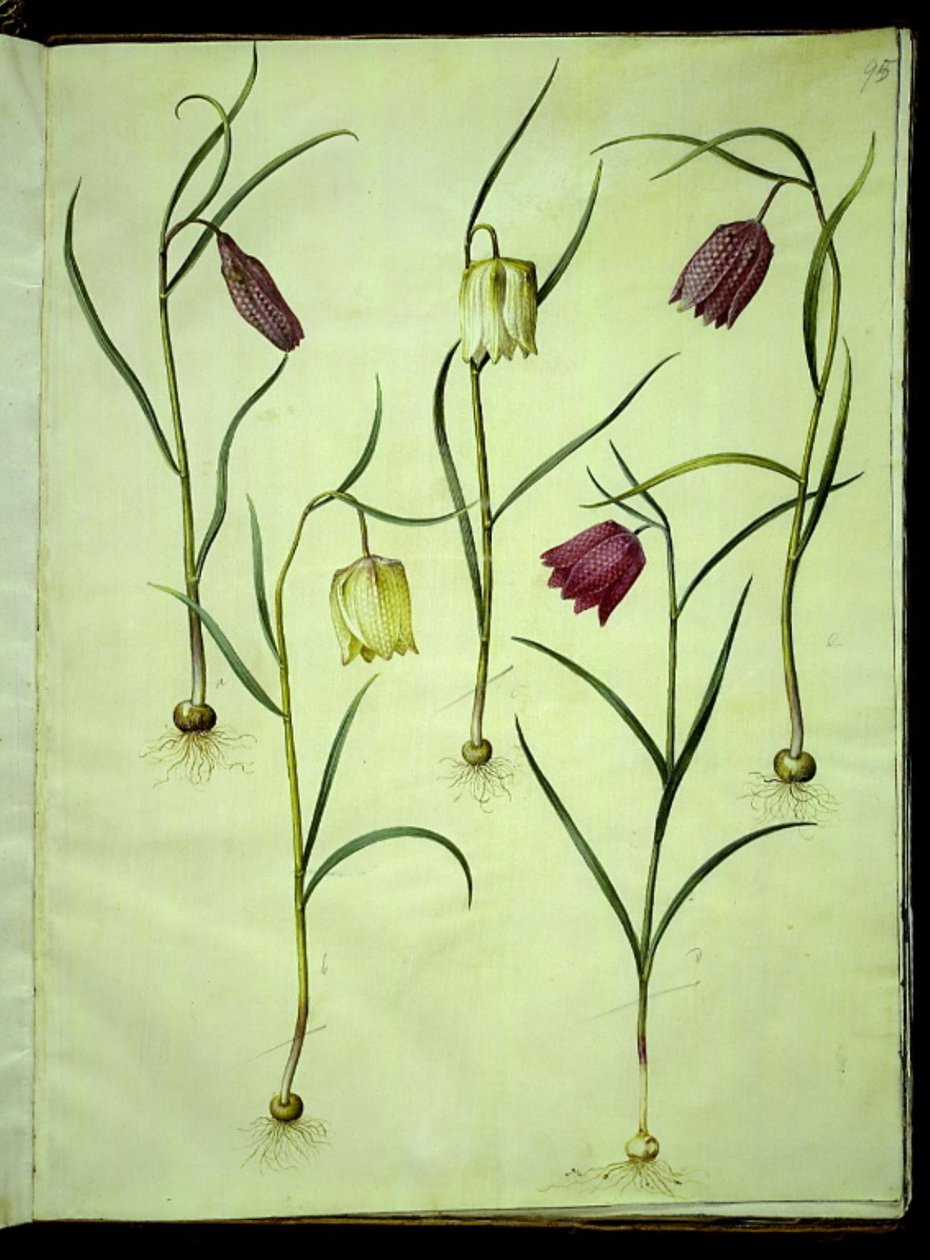 Fritillaria meleagris (vanlig hoggormegg) av Hans Simon Holtzbecker