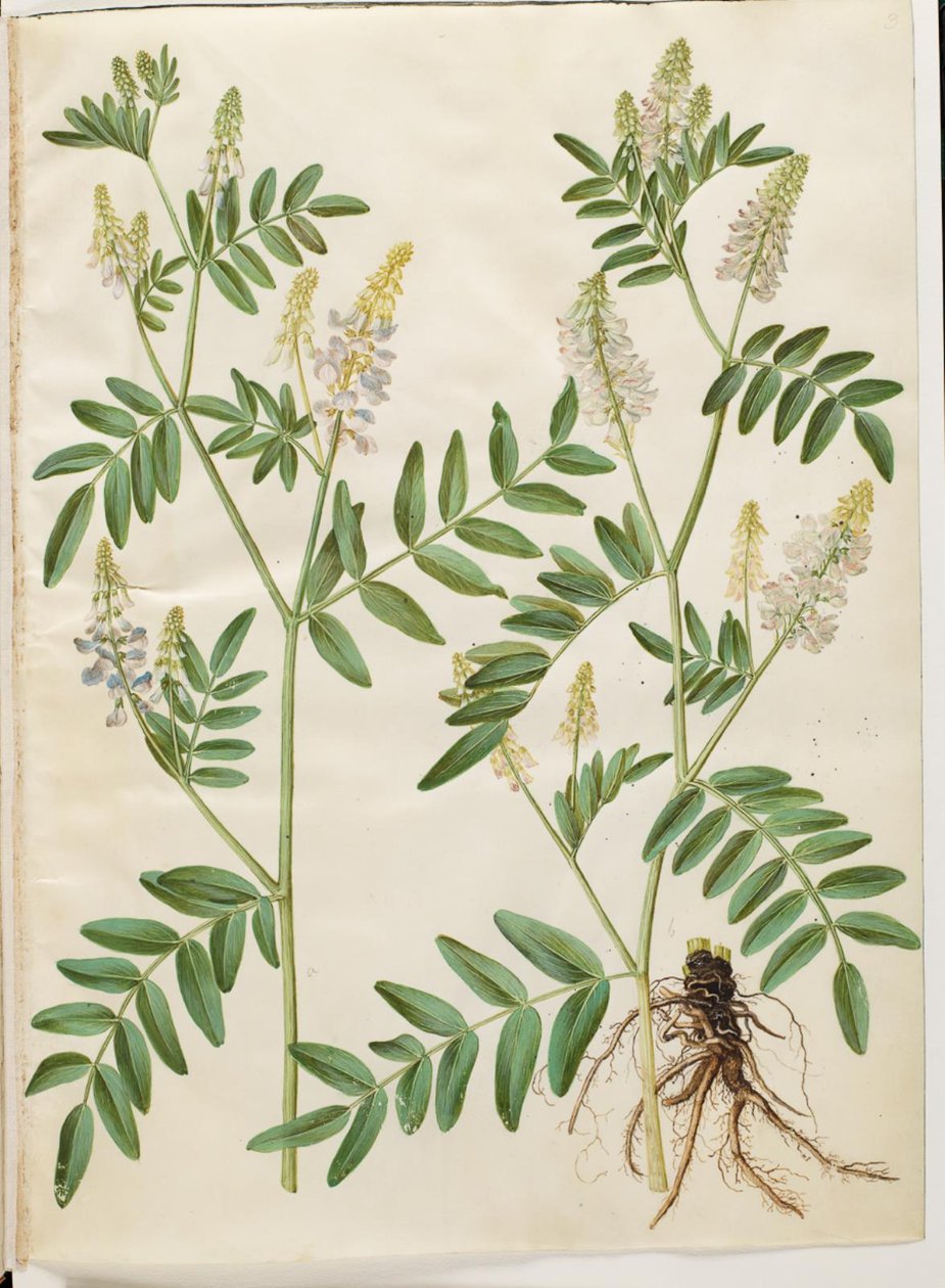 Galega officinalis (leges pod) av Hans Simon Holtzbecker