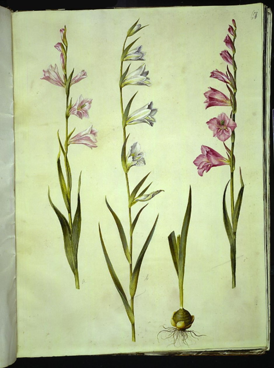 Gladiolus communis (vanlig gladiolus) av Hans Simon Holtzbecker