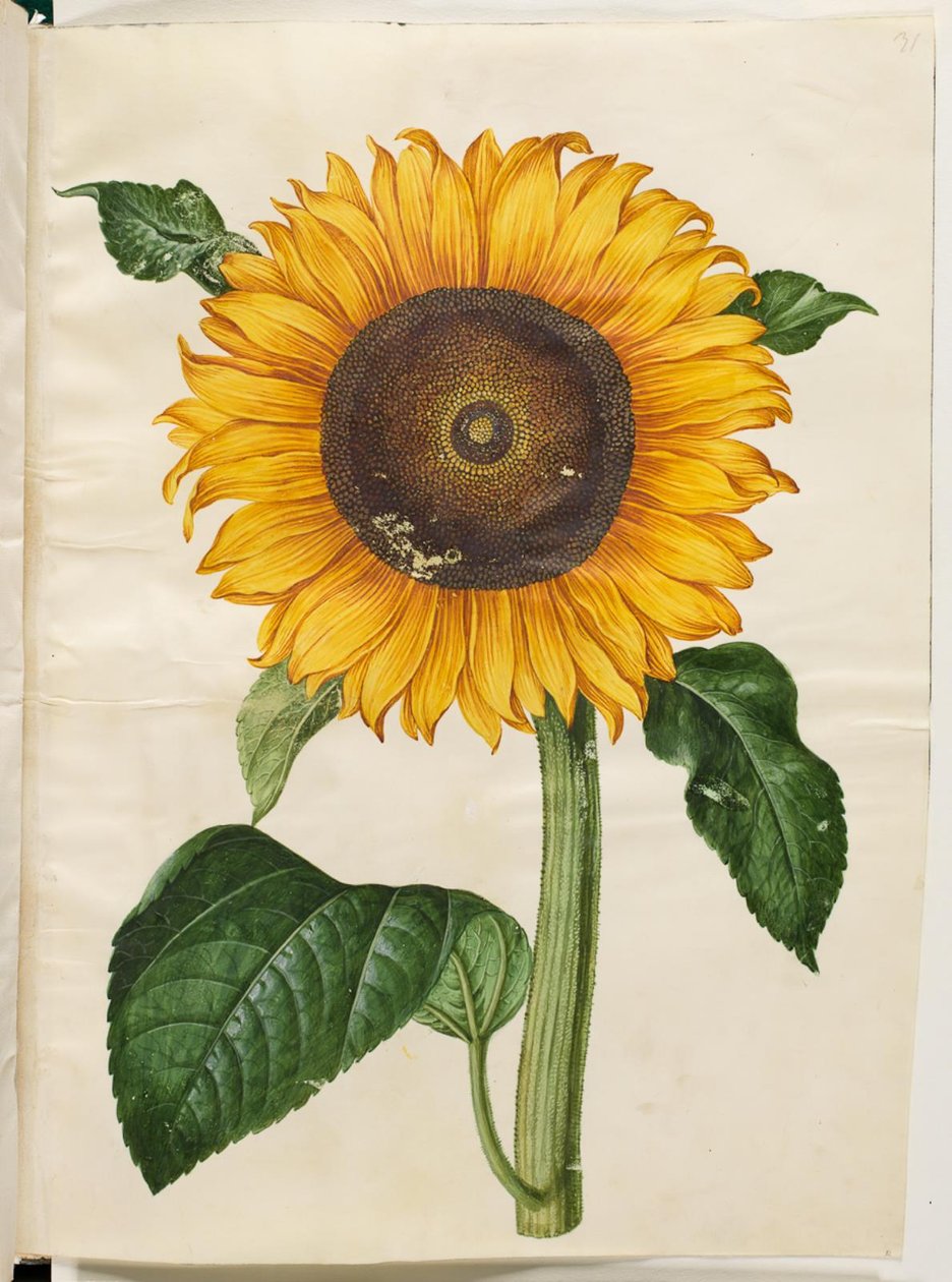 Helianthus annuus (vanlig solsikke) av Hans Simon Holtzbecker