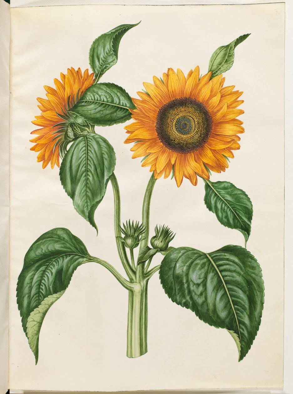 Helianthus annuus (vanlig solsikke) av Hans Simon Holtzbecker