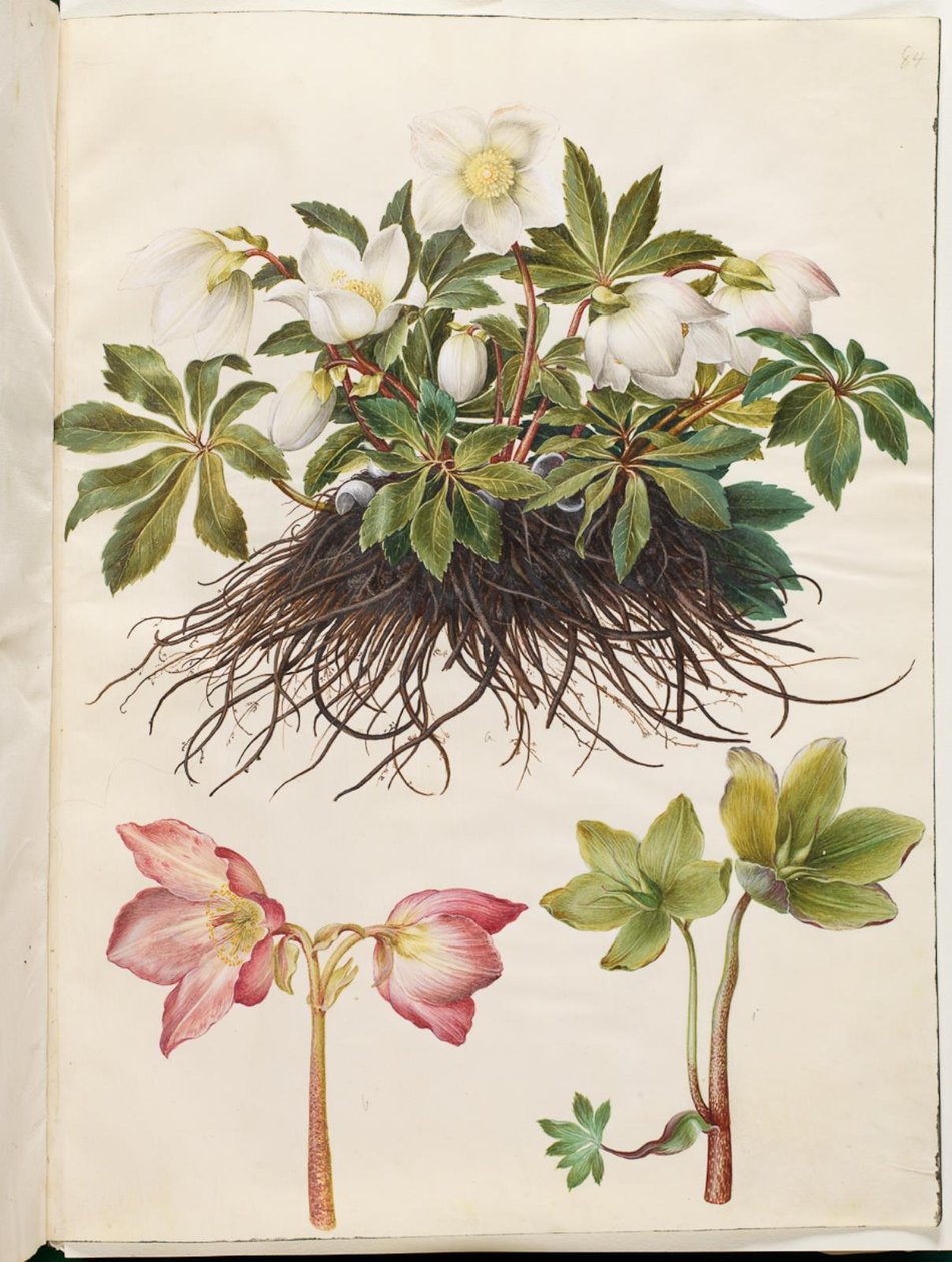 Helleborus niger (vanlig julerose) av Hans Simon Holtzbecker