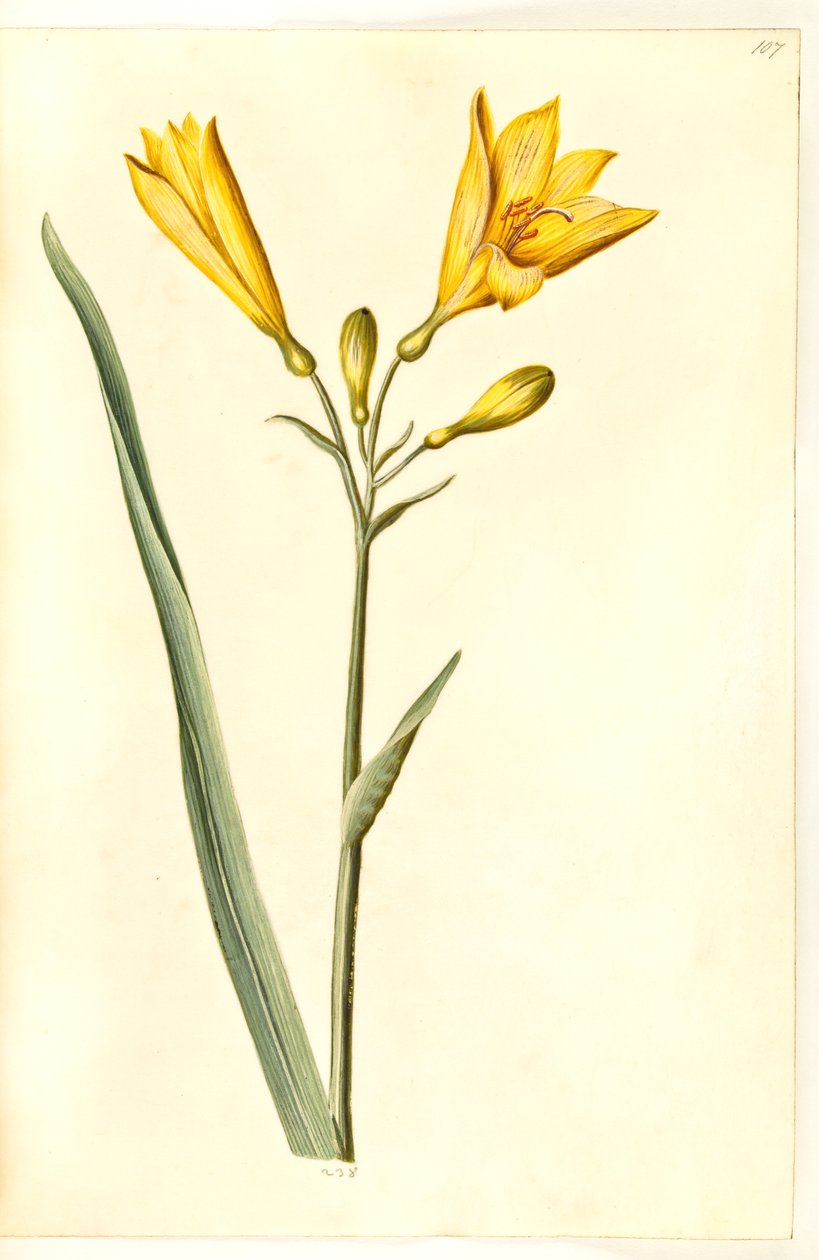 Hemerocallis lilioasphodelus (gul daglilje) av Hans Simon Holtzbecker