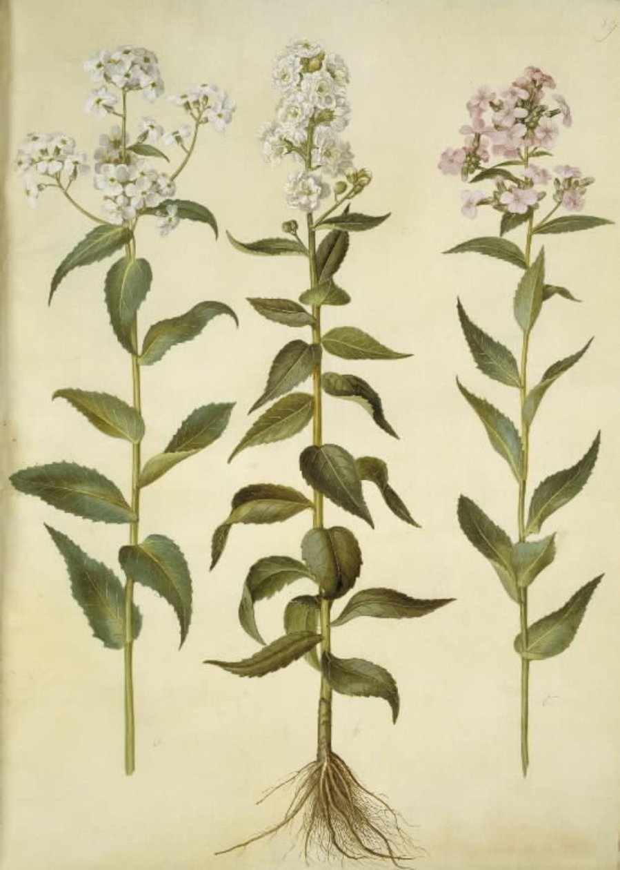 Hesperis matronalis (vanlig kveldsstjerne) av Hans Simon Holtzbecker