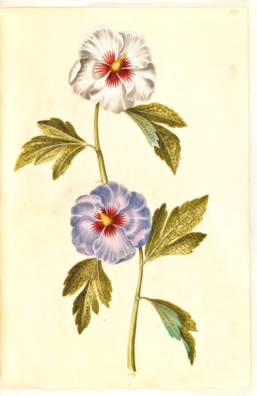 Hibiscus syriacus (syrisk rose) av Hans Simon Holtzbecker