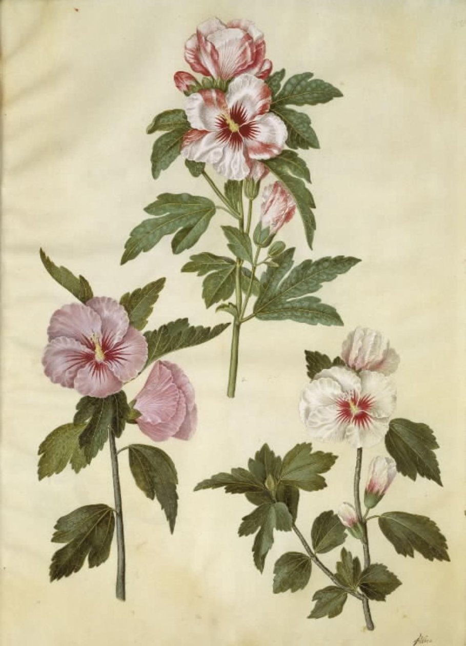 Hibiscus syriacus (syrisk rose) av Hans Simon Holtzbecker