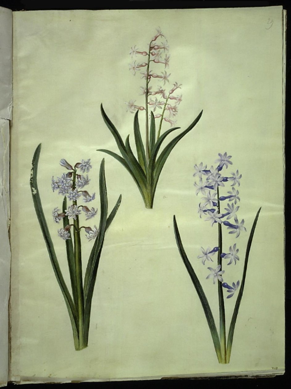 Orientalsk hyacint (Almindelig hyacinth) av Hans Simon Holtzbecker