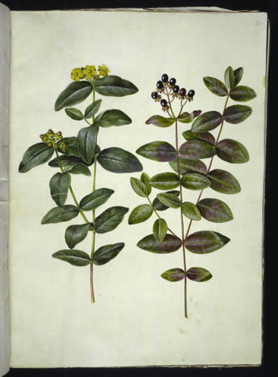 Hypericum androsaemum (Johannesurt av bær) av Hans Simon Holtzbecker