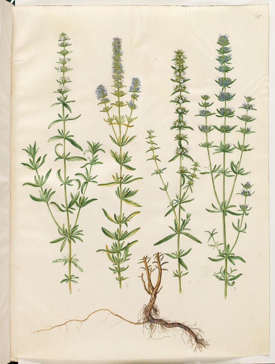 Hyssopus officinalis (ekte isop) av Hans Simon Holtzbecker