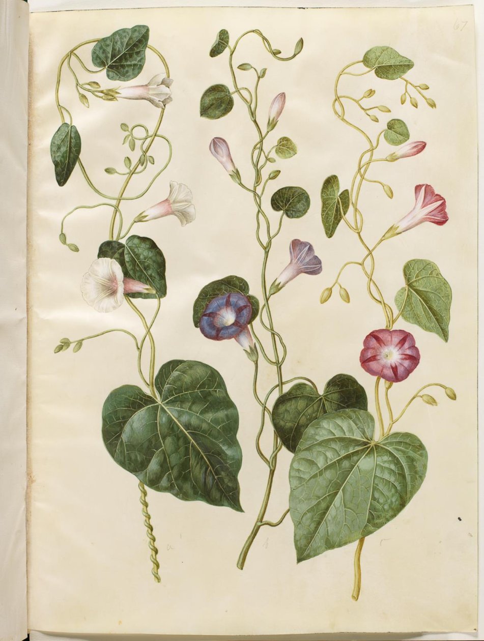 Ipomoea purpurea (purpur-pragtsnerle) av Hans Simon Holtzbecker