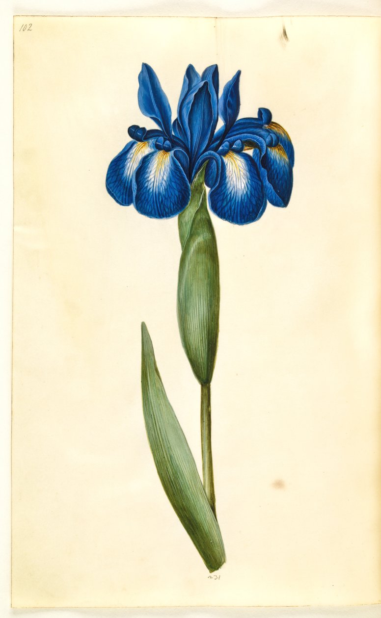 Iris latifolia (engelsk iris) av Hans Simon Holtzbecker